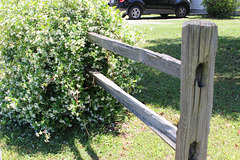 A FENCE WITH FRAGRANCE , FOR FOLKS, and FINE FRIENDS....:)))  ( a Honeysuckle Vine )