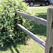 A FENCE WITH FRAGRANCE , FOR FOLKS, and FINE FRIENDS....:)))  ( a Honeysuckle Vine )