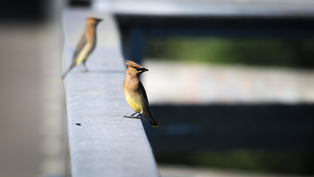 Waxwings on the bridge