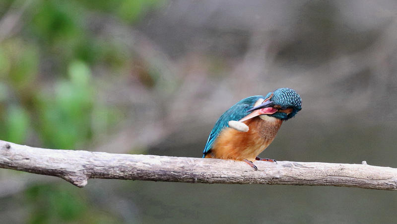 Martin-pêcheur juvénile