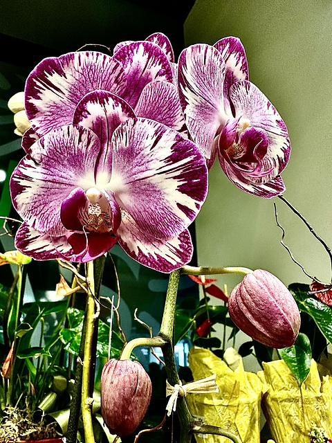 Orchids