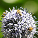 20230716 2207CP~V [D~LIP] Kugeldistel, Gelbbindige Furchenbiene (Halictus scabiosae), Honigbiene, Bad Salzuflen