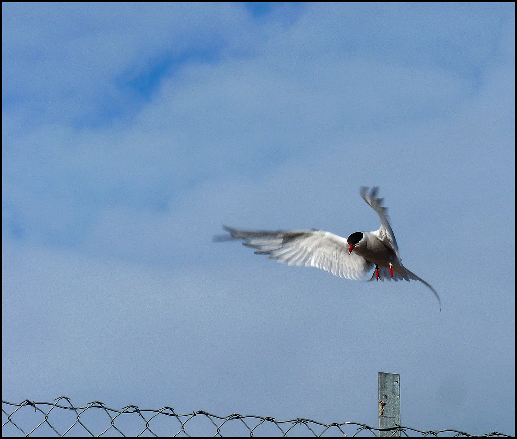 Ny Alesund (083)