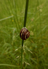 Bänderschnecke