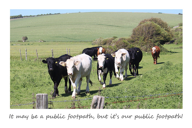 It's our public footpath - Bishopstone - Sussex - 6.6.2015