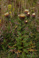 Carlina vulgaris (Carline Thistle)