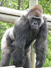 Silverback Gorilla