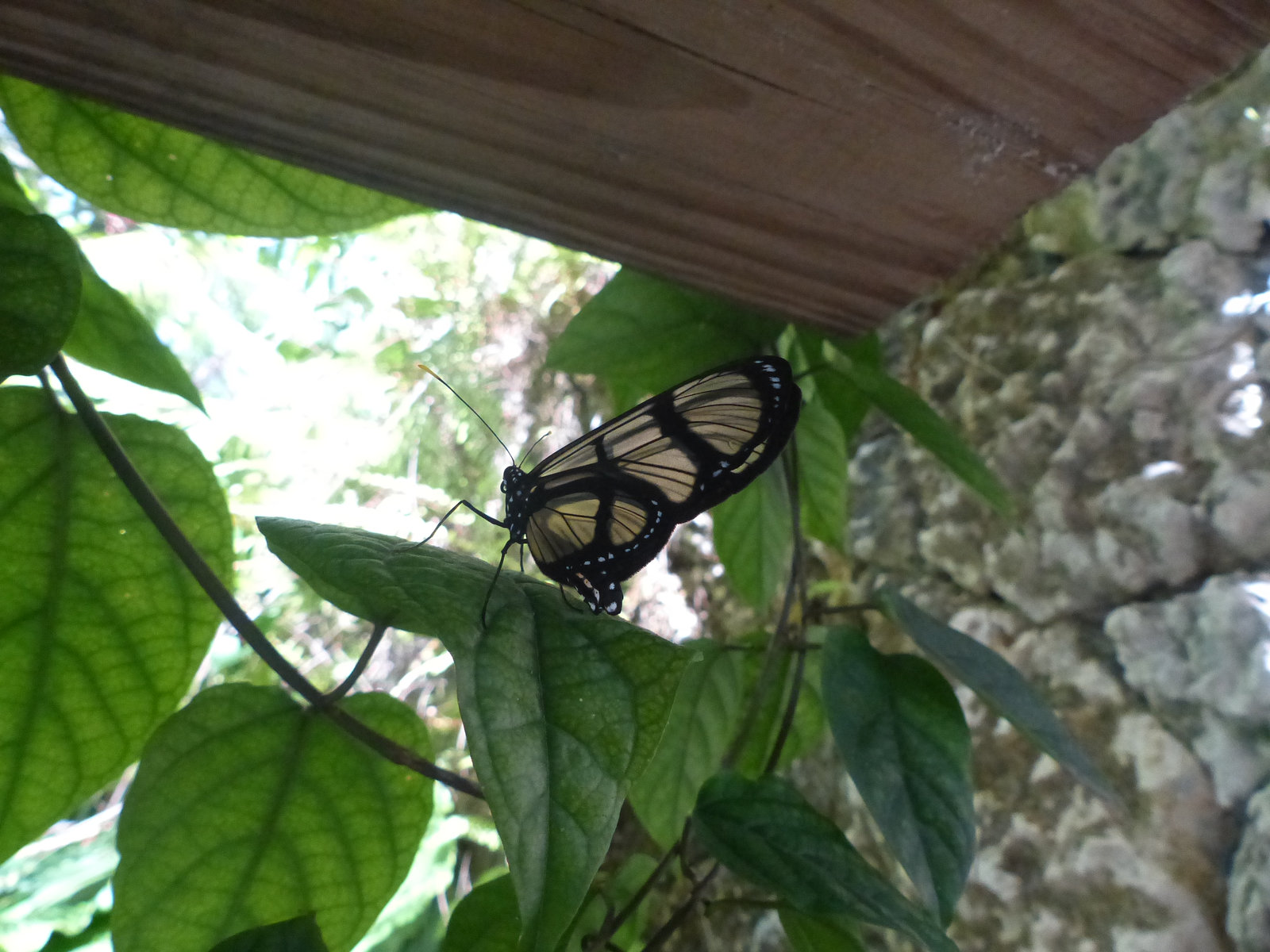 Giant Glasswing - 3 March 2018