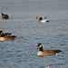 Canvasback and geese