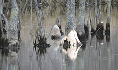 Beaver damage