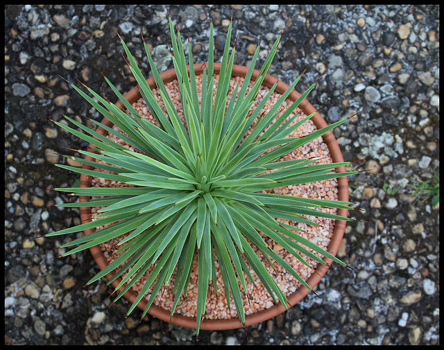 Agave stricta nana (3)