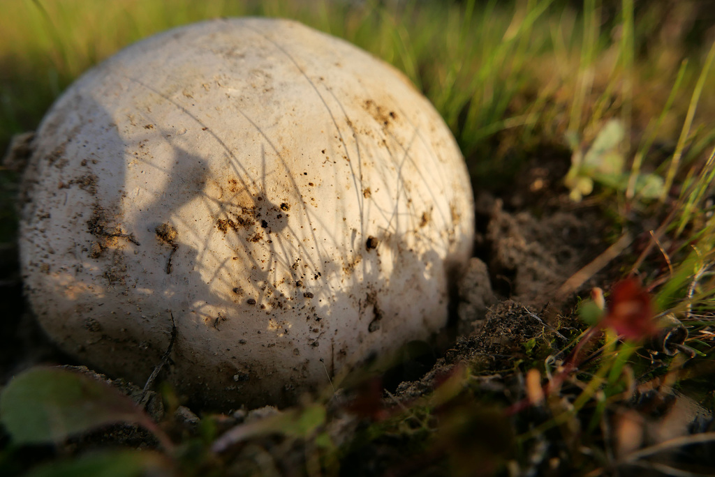 Melanogaster variegatus L1000331