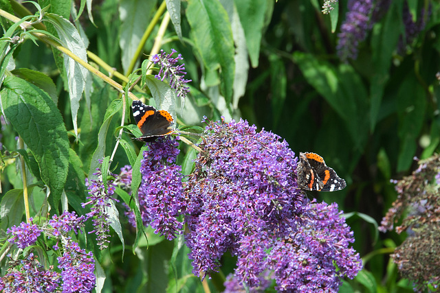 Basking Red Admirals