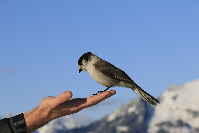 Gray Jay