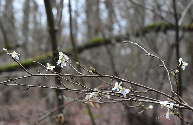 Winterkirschblüten