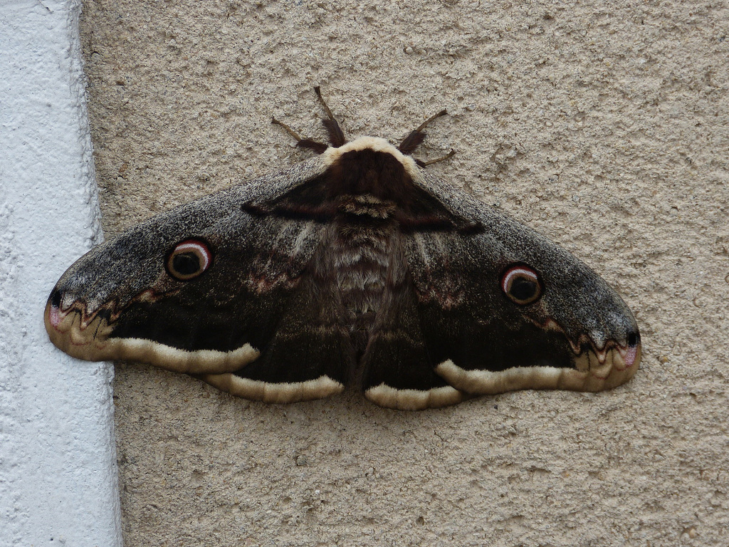 Rencontre spectaculaire du  grand Paon de nuit
