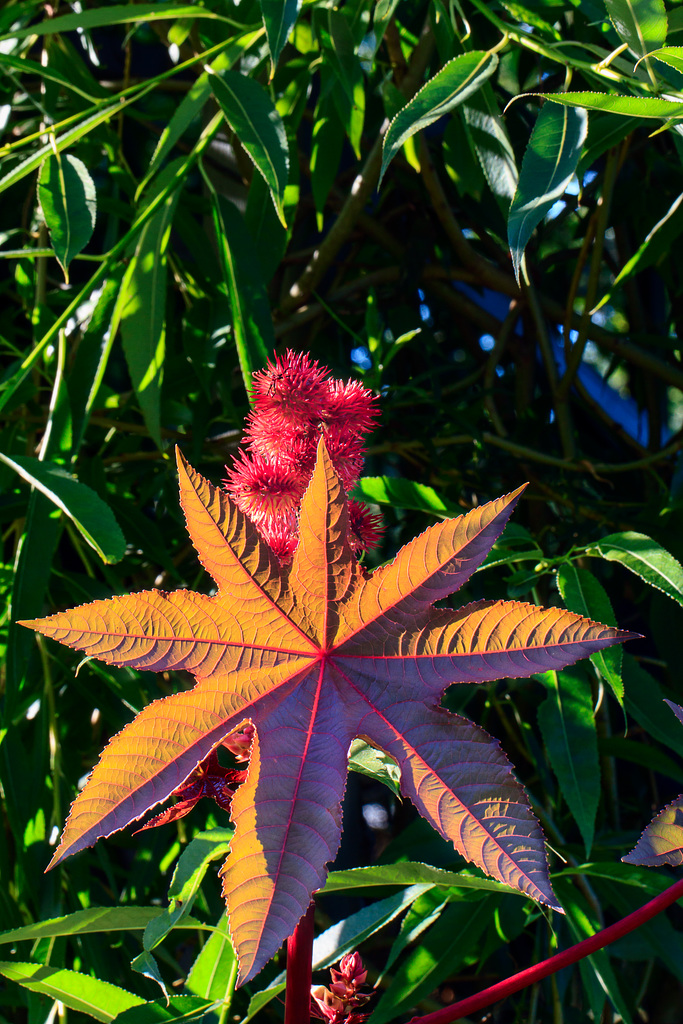 In meinem Garten - die Farben des Sommers