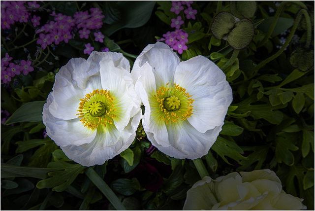 Pavots : duo froissé - Mohn : zerknittertes Duo - Poppies: crumpled duo