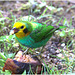 EF7A1751-topaz-denoiseraw-sharpen -1bird