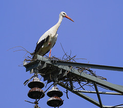 Einzelstorch