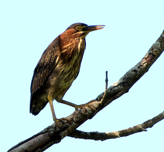 American bittern (Botaurus lentiginosus)