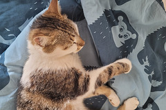 italian cat italian cat