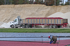 50,000 pounds of cranberries