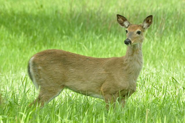 deer st bruno may 23 2015 DSC 1142