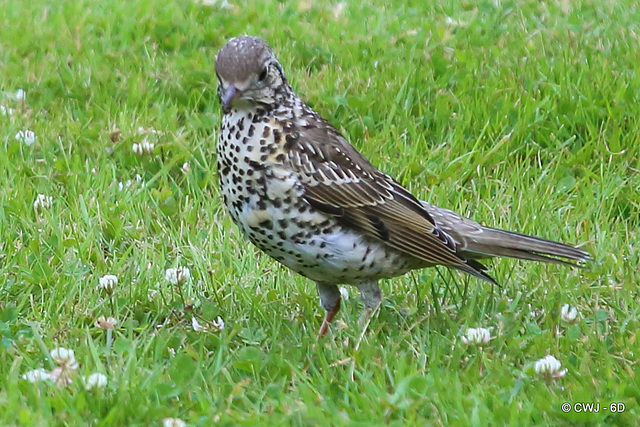 A flock descended on a newly seeded patch of lawn this morning...