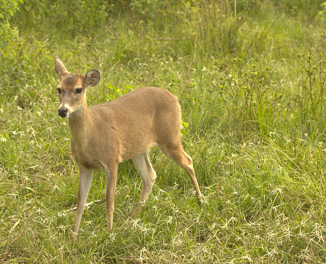 IMG 8668deer