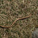 Snake in the grass 2, Moutmarka nature reserve