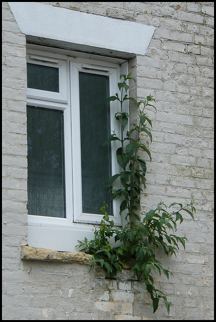window sill plant