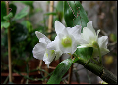 Dendrobium (1)