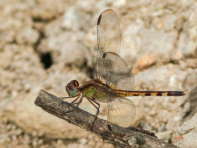 Dragonfly at Caroni Swamp, Trinidad