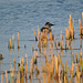 Canvasback