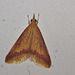 IMG_6332 Moth
