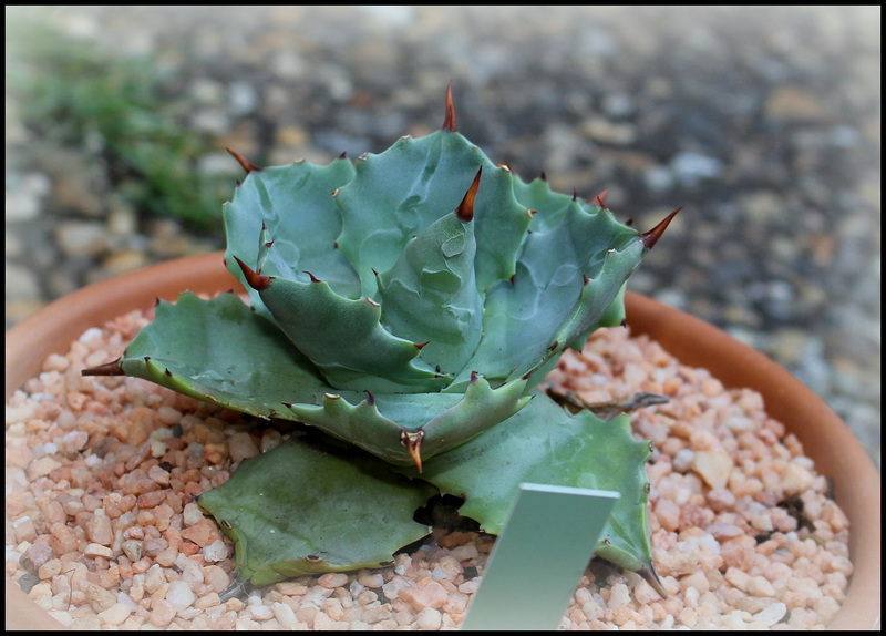 Agave potatorum