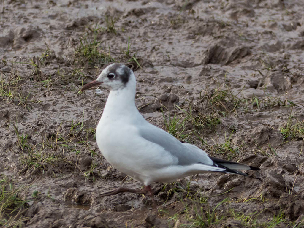 Seagull (1)