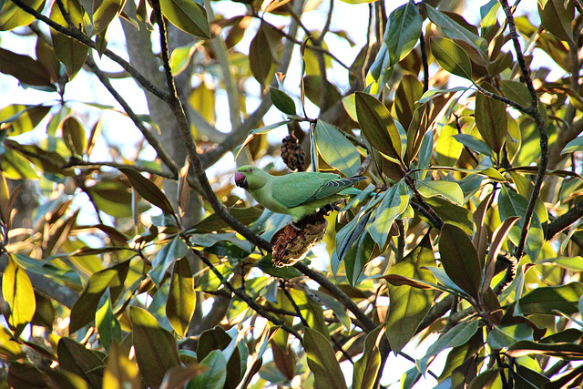 Leckeres für den Halsbandsittich im Magnolienbaum