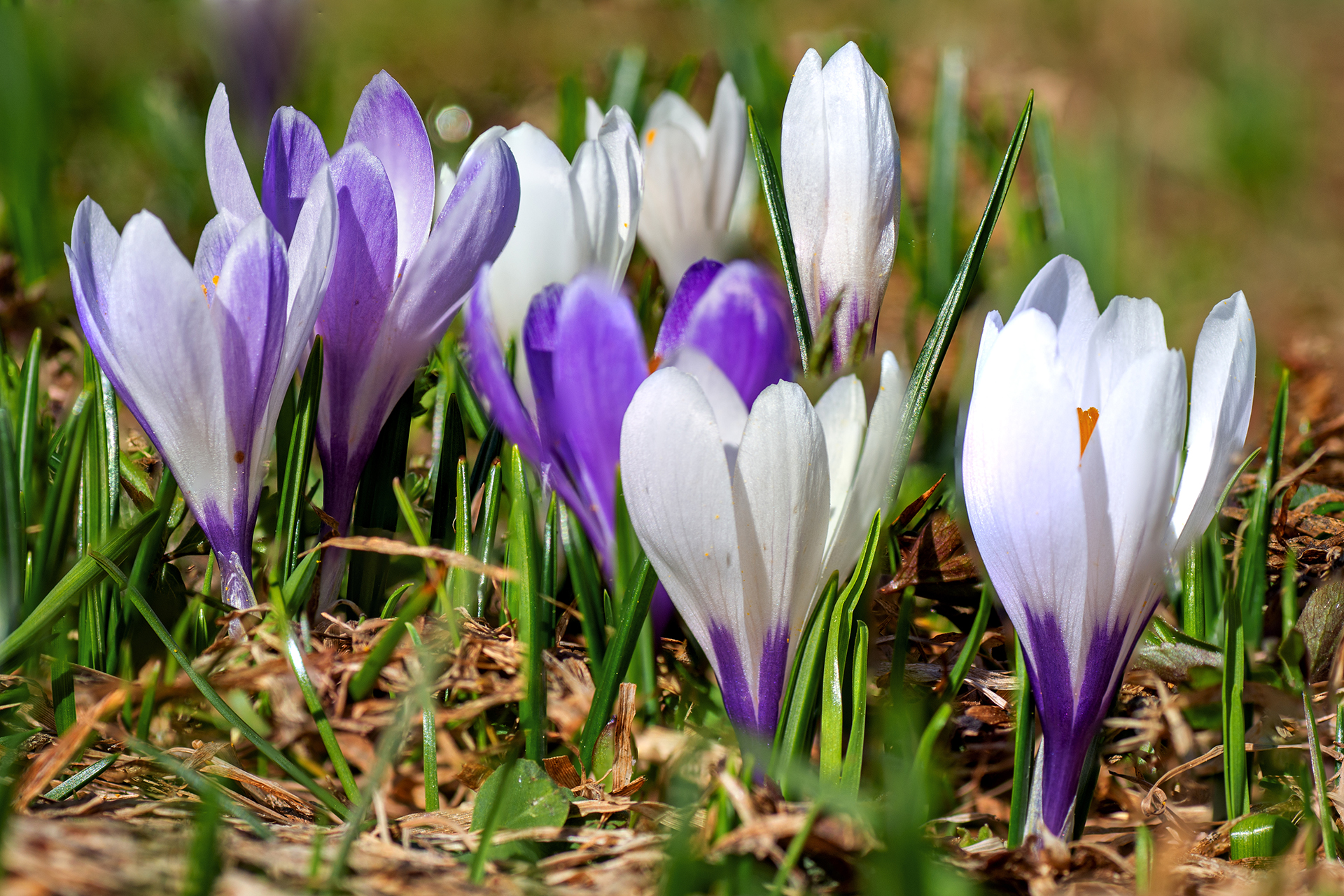 Crocus Vernus (Alpenkrokus)