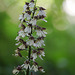 Orchis purpurea