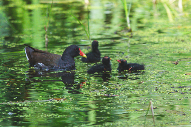 The Pond Moorhen and chicks