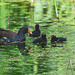 The Pond Moorhen and chicks