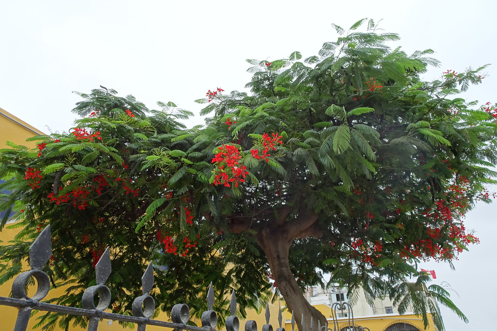 Autumn Blossom In Trujillo