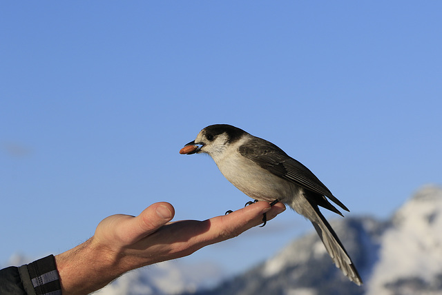 Gray Jay