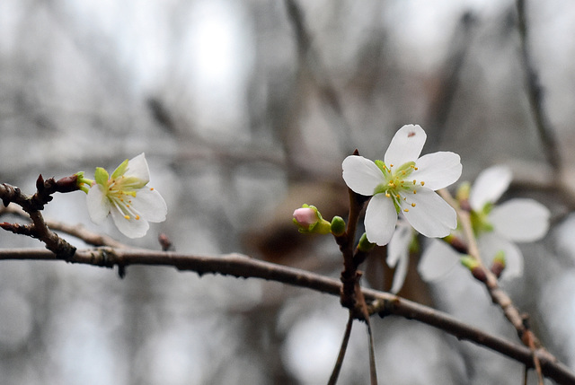 Blüten einer Winterkirsche im Dezember