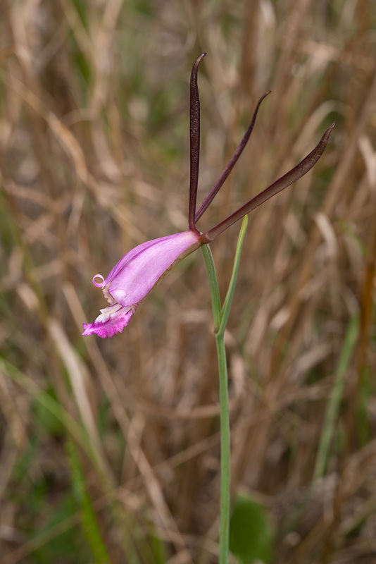 Cleistesiopsis divaricata (Large Rosebud orchid)