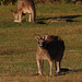Forest Kangaroos