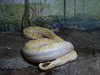 Burmese python.