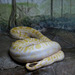 Burmese python.